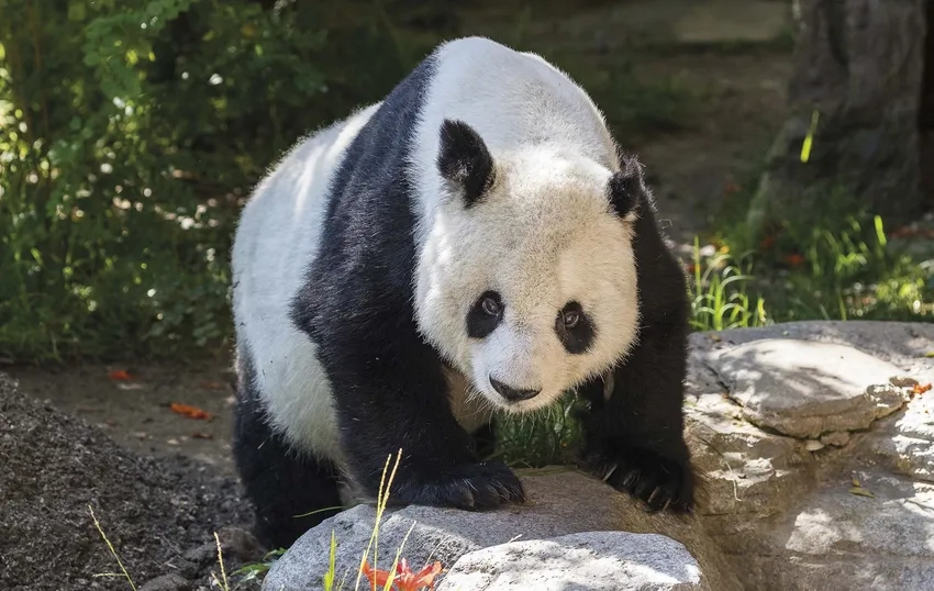 Hình mặt gấu trúc dễ thương làm tan chảy tim người xem