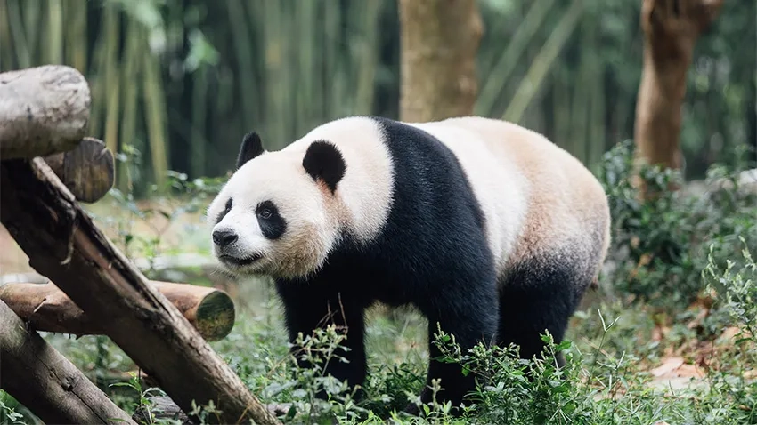 Thức ăn gấu trúc panda là tre và lá xanh tươi ngon