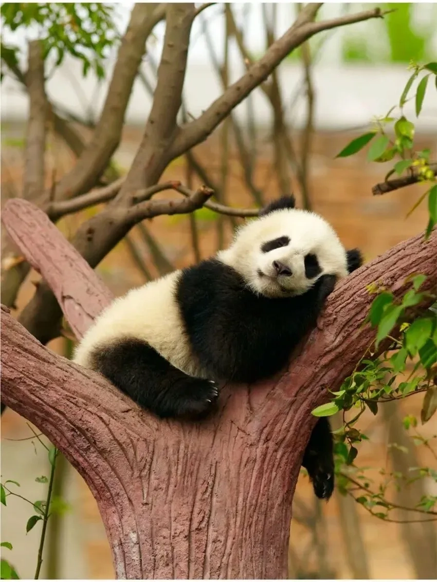 Nơi sống gấu trúc hoang dã giữa núi rừng nguyên sơ