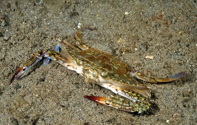 Đặc điểm ghẹ xanh thể hiện sức sống mạnh mẽ