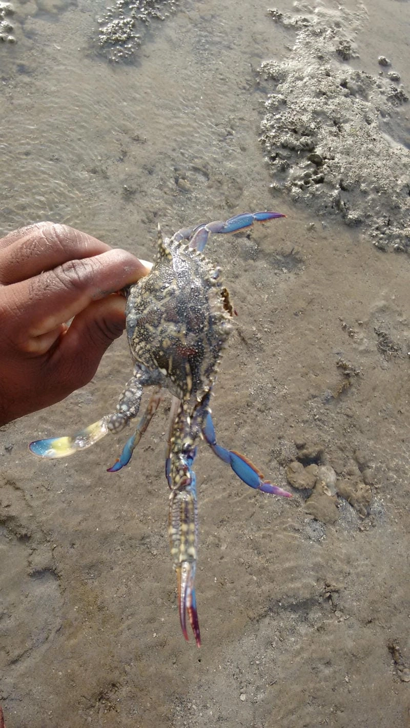 Ghẹ xanh tiếng anh thường gọi là blue crab