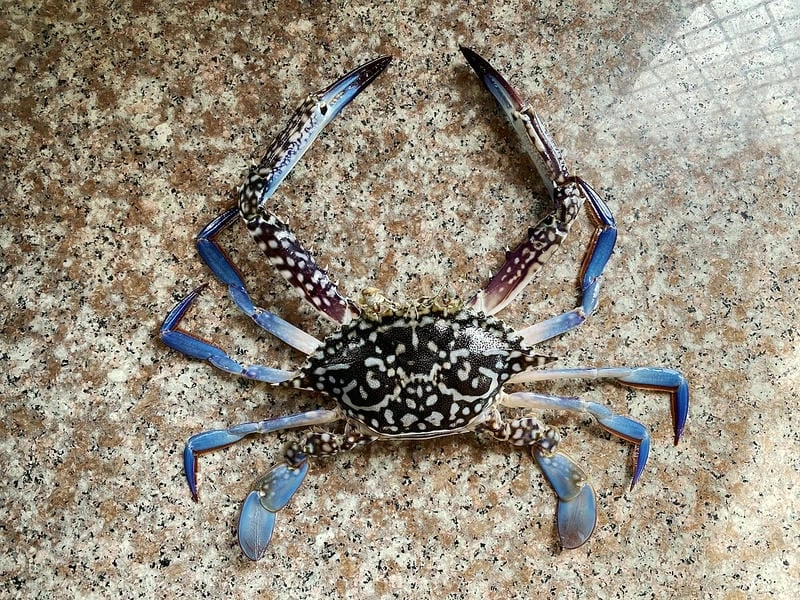 Ghẹ xanh wiki cung cấp thông tin khoa học