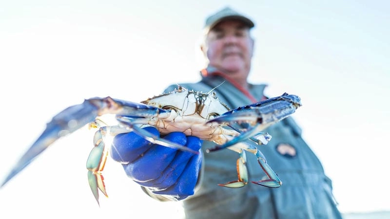 Ảnh ghẹ xanh đẹp ghi lại khoảnh khắc sống động