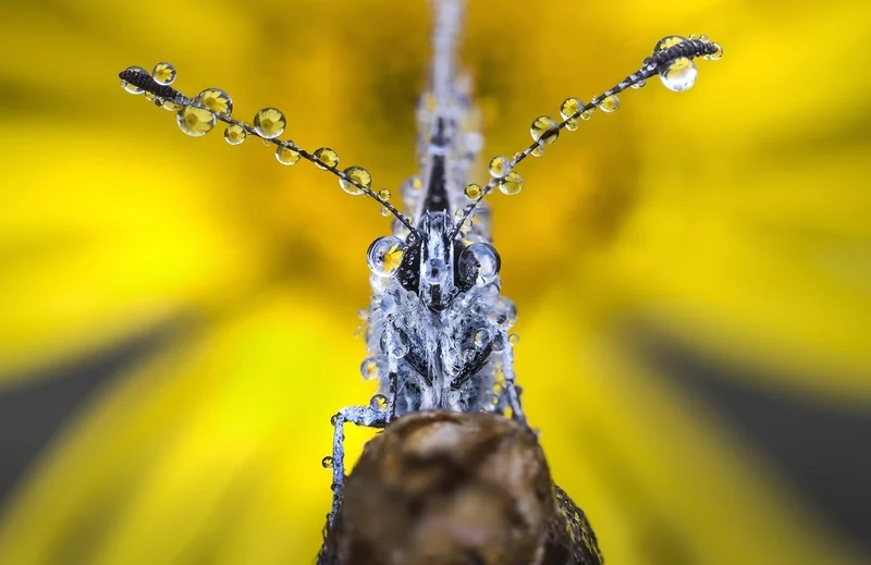 Khám phá giọt sương trên côn trùng cận cảnh tuyệt đẹp