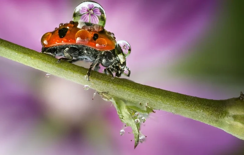 Hòa mình vào giọt sương trên côn trùng trong tự nhiên tươi mát