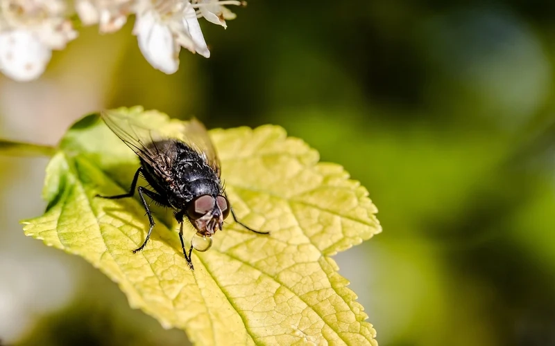 Ngắm giọt sương trên côn trùng ban mai rực rỡ ánh sáng