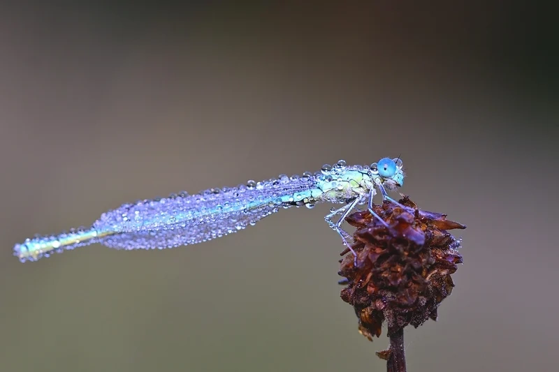 Tạo cảm hứng với giọt sương trên côn trùng nghệ thuật độc đáo