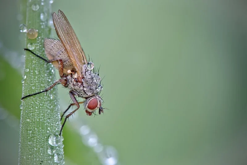 Lưu giữ giọt sương trên côn trùng hình ảnh rõ sống động