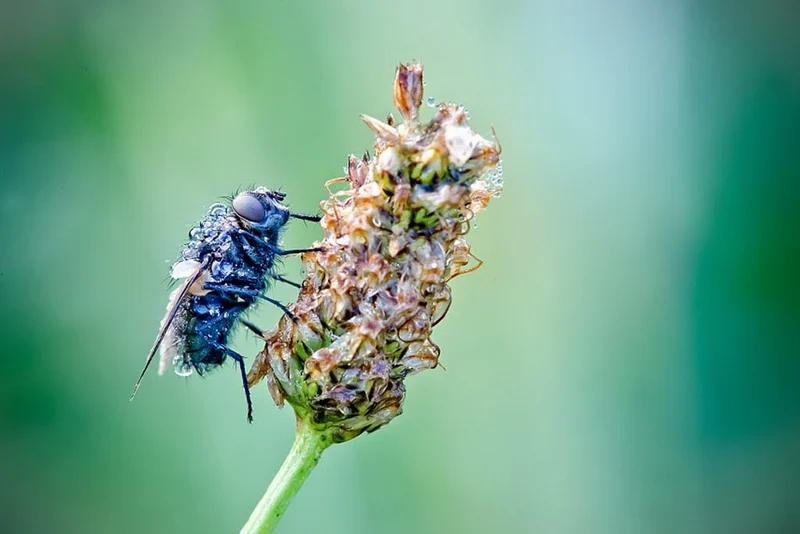 Ngắm giọt sương trên côn trùng chi tiết từng góc nhỏ