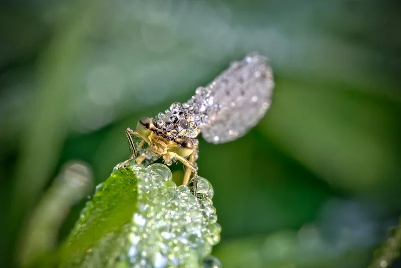 Đặc điểm nổi bật của giọt sương trên côn trùng đầy tinh tế