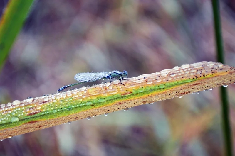 Khám phá giọt sương trên côn trùng trong vườn tươi mới