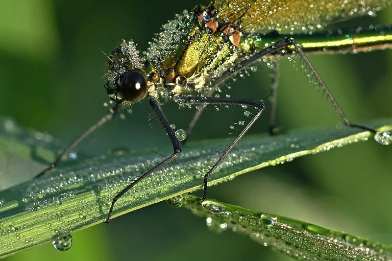 Ngắm giọt sương trên côn trùng đẹp nhất tinh tế và nổi bật