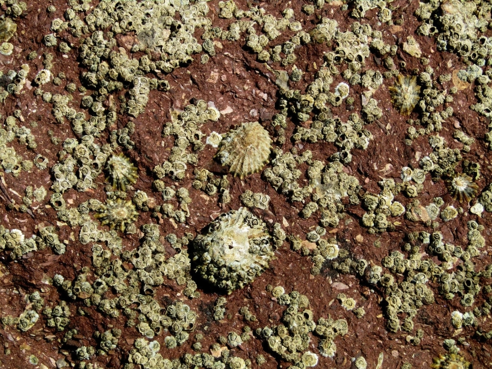 Vỏ hà biển bám chặt thành từng cụm trên bề mặt đá ven biển