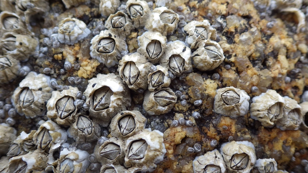 Những loài hà cổ ngỗng hình ảnh chân thực trong tự nhiên