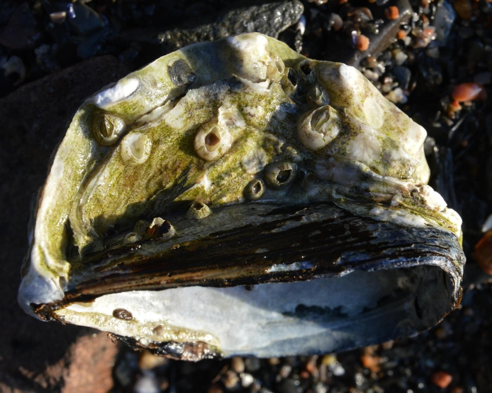 Những con hà biển bám trên tàu thuyền gây hư hại vỏ tàu