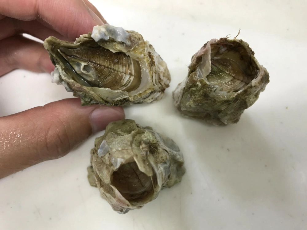 Món hà biển món ăn đặc sản được chế biến hấp dẫn trên đĩa