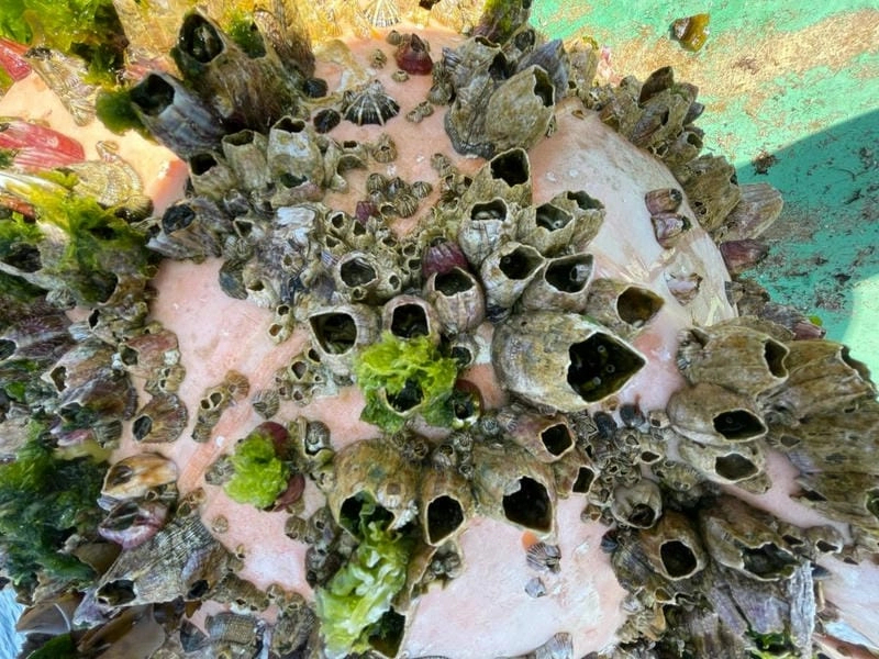 Hà bám đá tạo mảng dày đặc dưới làn nước mặn