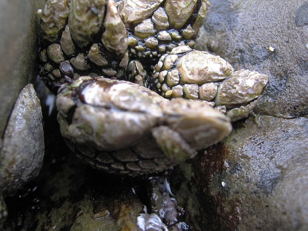 Ốc cổ ngỗng được xem là đặc sản biển hiếm