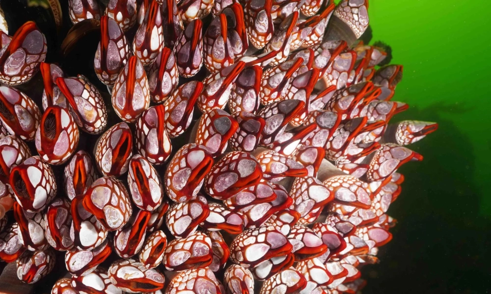 Hà cổ ngỗng là gì câu hỏi gây sốt mạng xã hội