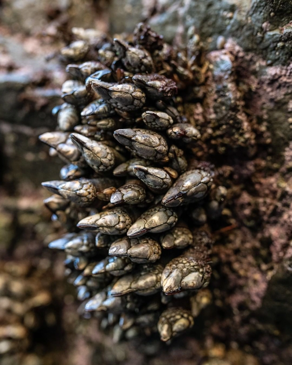 Hà cổ ngỗng sống ở đâu thường thấy ven biển đá