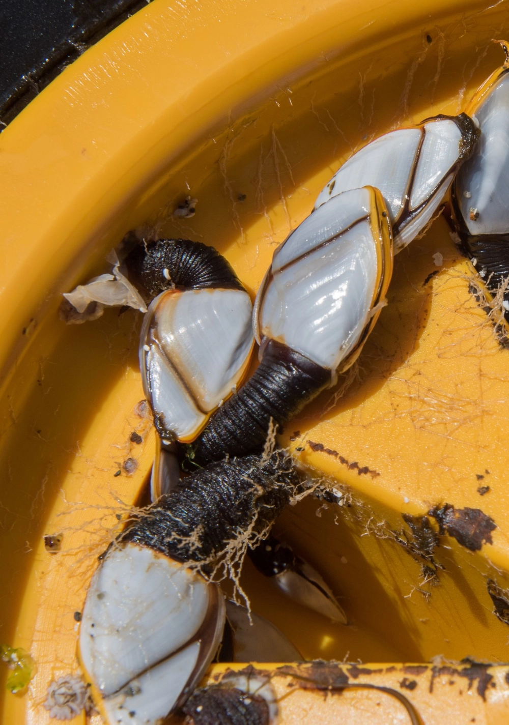 Hà cổ ngỗng wiki cung cấp thông tin khoa học