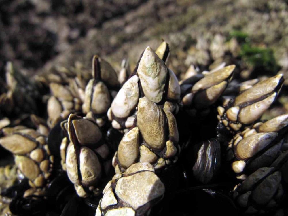 Nguồn gốc hà cổ ngỗng gắn liền biển sâu