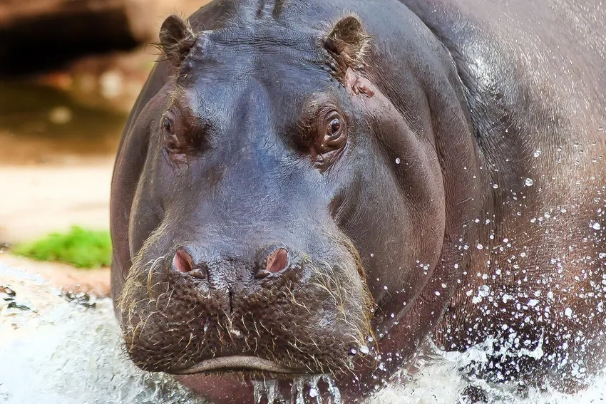 Hình con hà mã chơi đùa trên bờ sông