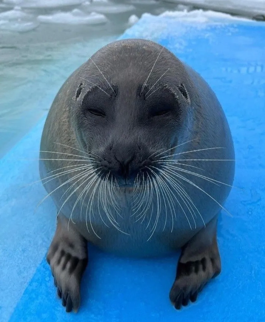 Hải cẩu Nam Cực thích nghi khí hậu khắc nghiệt