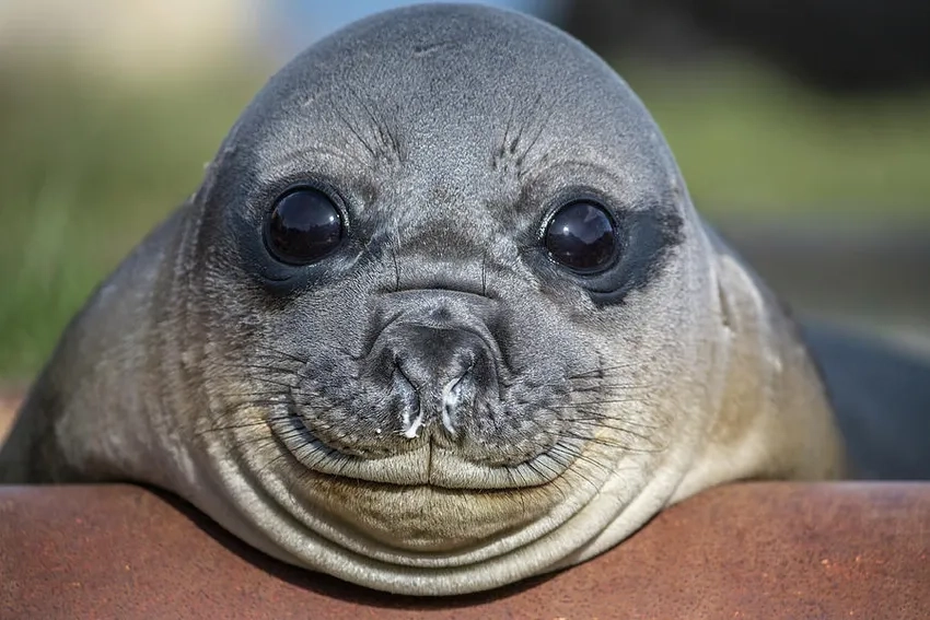 Giải thích hải cẩu tiếng Anh là seal dễ hiểu