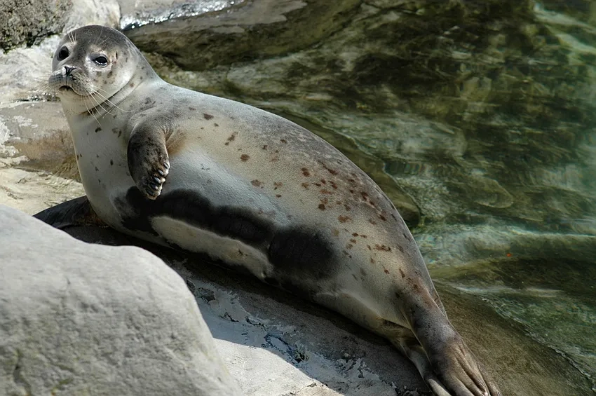 Săn mồi mạnh mẽ của hải cẩu Leopard seal