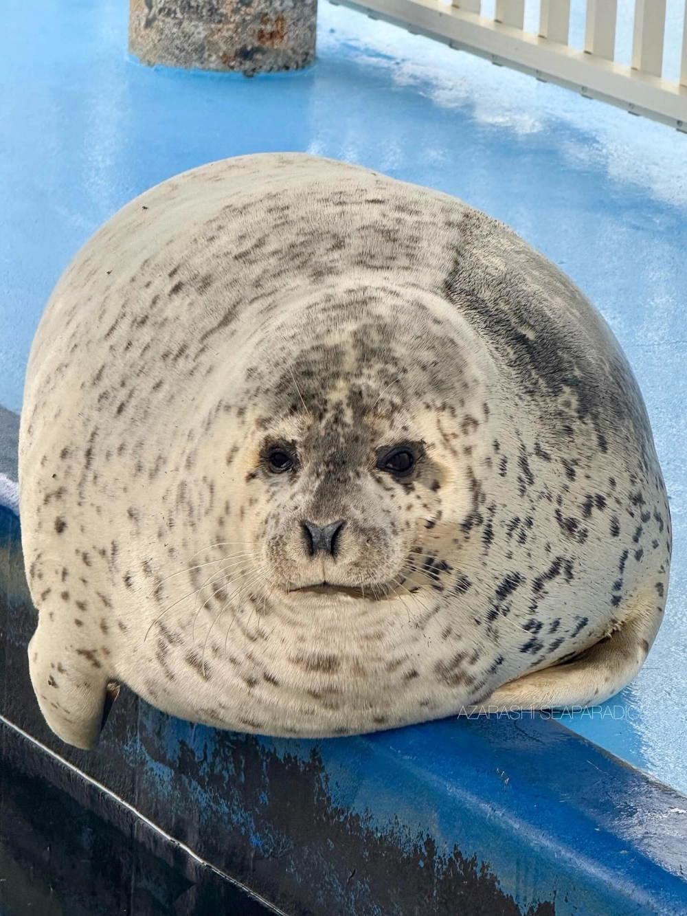 Chú hải cẩu đùa nghịch với bọt sóng biển