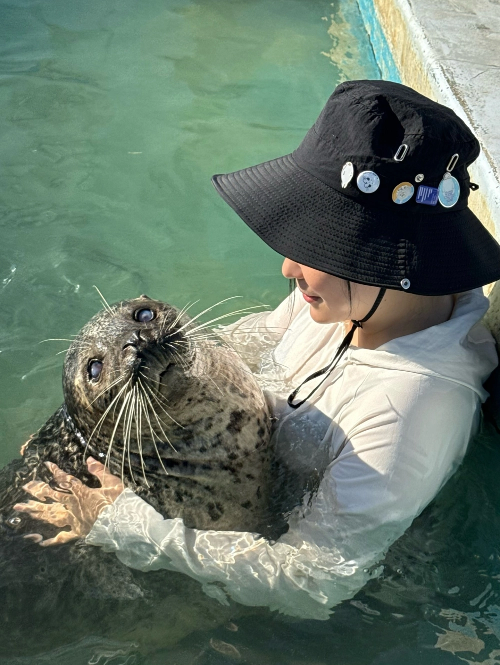 Hình ảnh hải cẩu nằm nghỉ ngơi trên mỏm đá ven biển