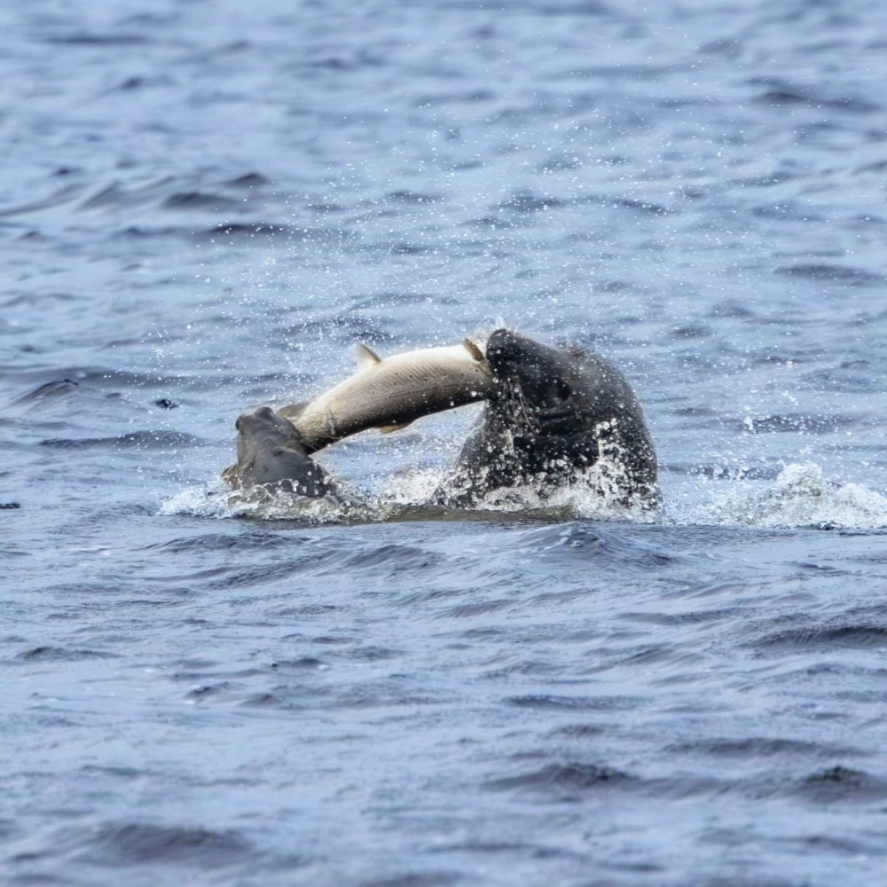 Chú hải cẩu xám ngoi đầu lên khỏi mặt nước