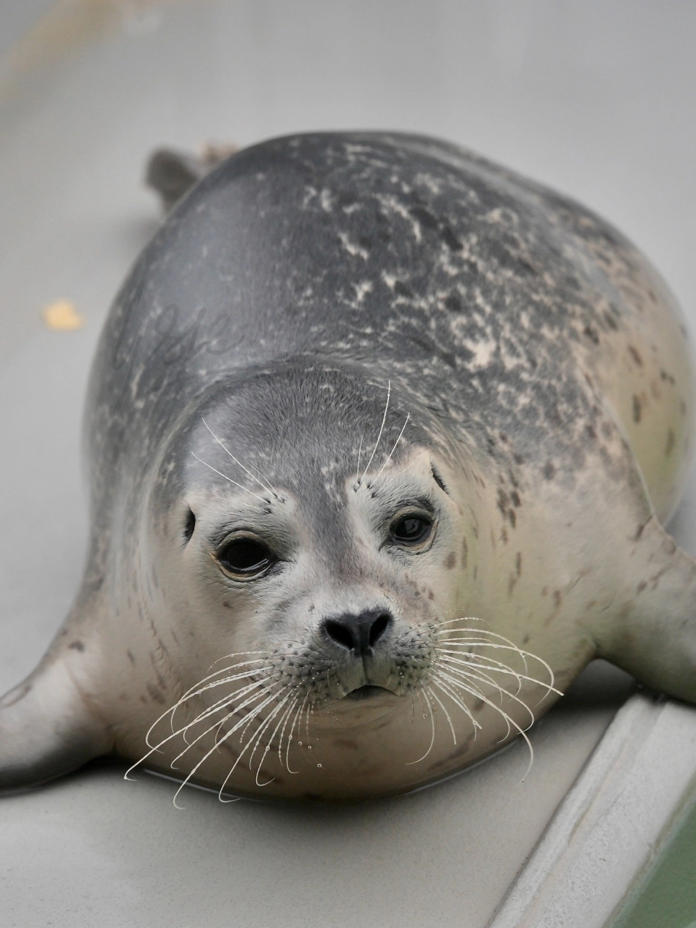 Đàn hải cẩu tập trung trên tảng băng trôi ở Nam Cực