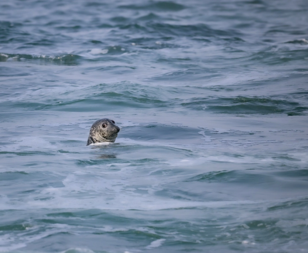 Chú hải cẩu đốm đang bơi lội dưới làn nước trong xanh