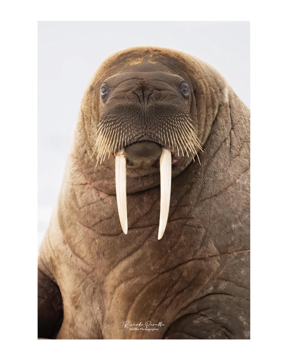 Chú hải mã màu vàng rực rỡ bám trên nhành san hô dưới đáy biển