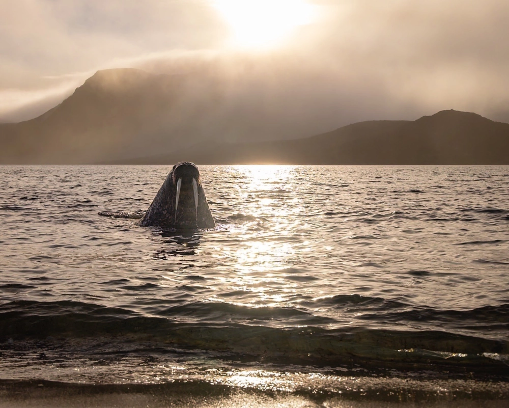 Sự phối hợp màu sắc tự nhiên trên thân mình hải mã cam