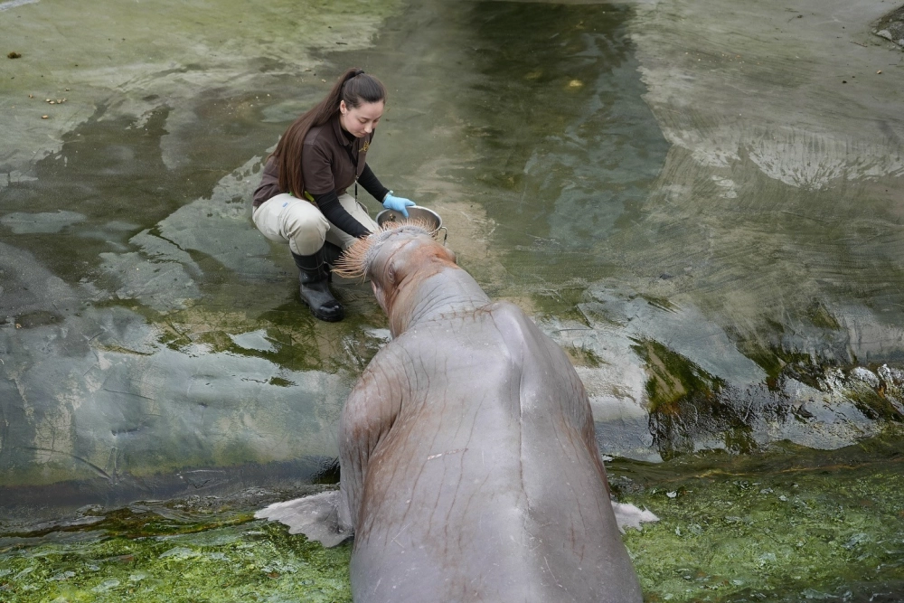 Tư thế bơi thẳng đứng đặc trưng của loài sinh vật hải mã