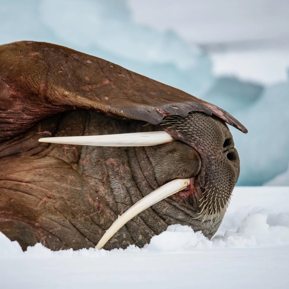 Hình ảnh hải mã trắng tinh khôi trong môi trường nhân tạo