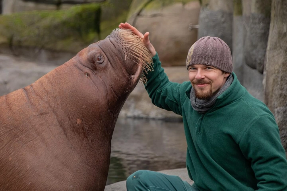 Hải mã bụng béo bơi lơ lửng trong làn nước xanh thẳm