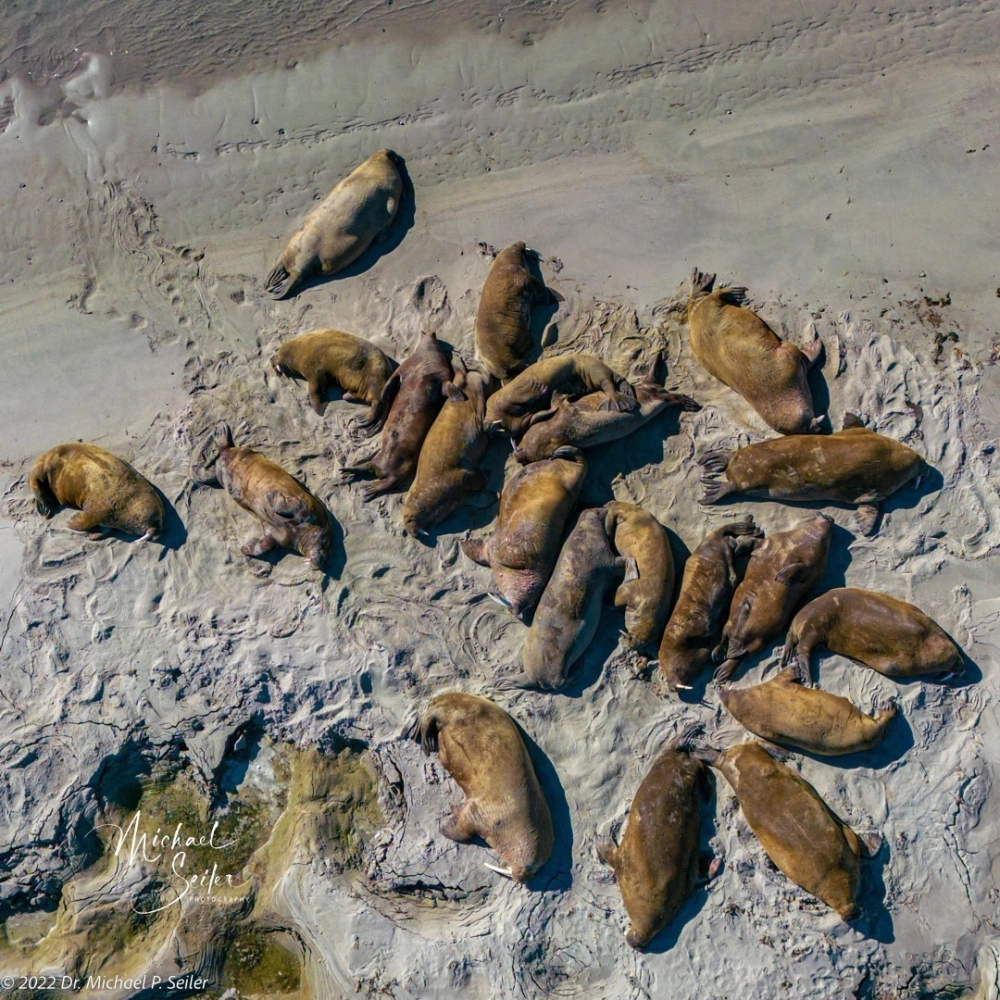 Hình ảnh hải mã bơi lội giữa những rạn san hô màu sắc