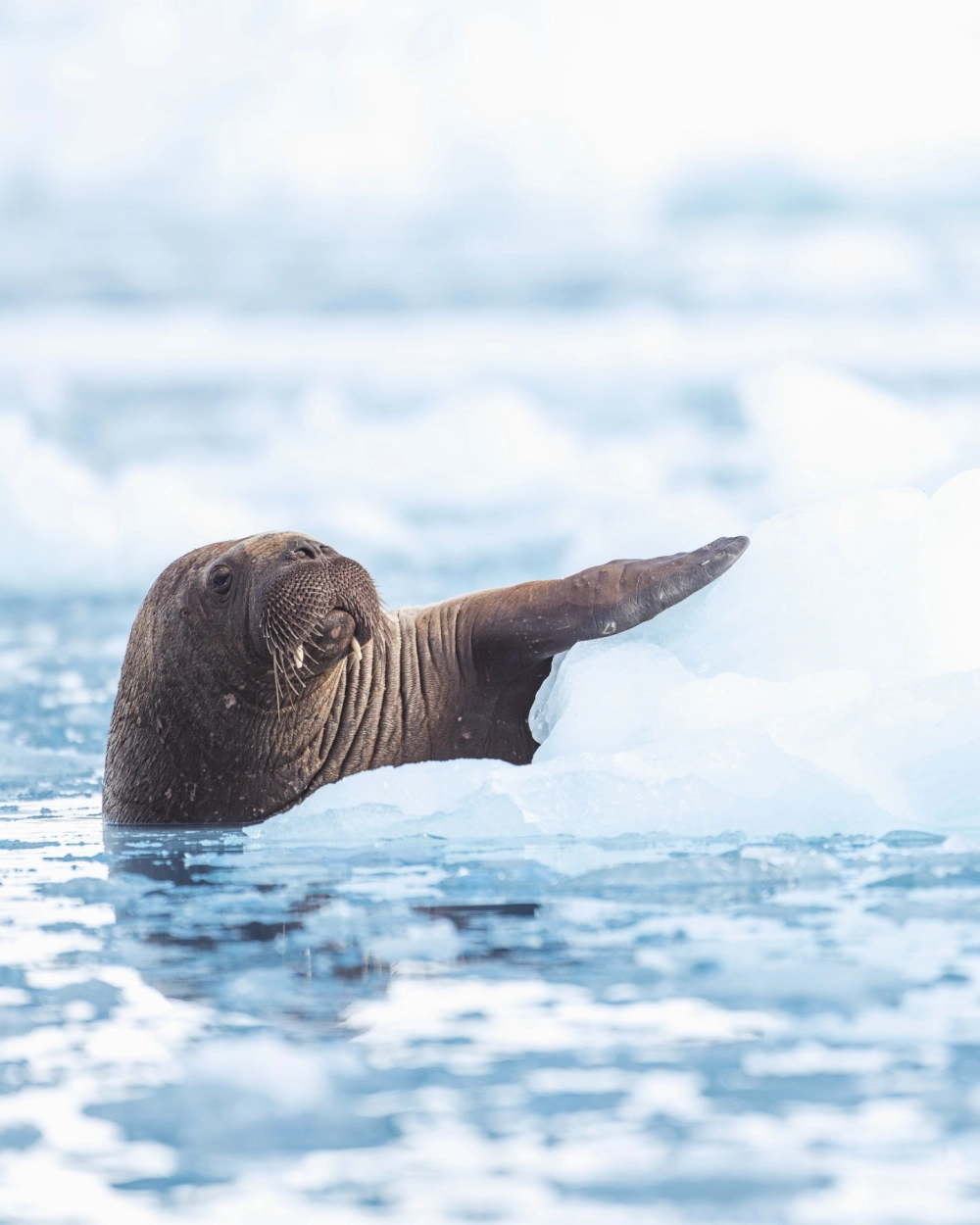Ánh sáng huyền ảo làm nổi bật đường cong của hải mã