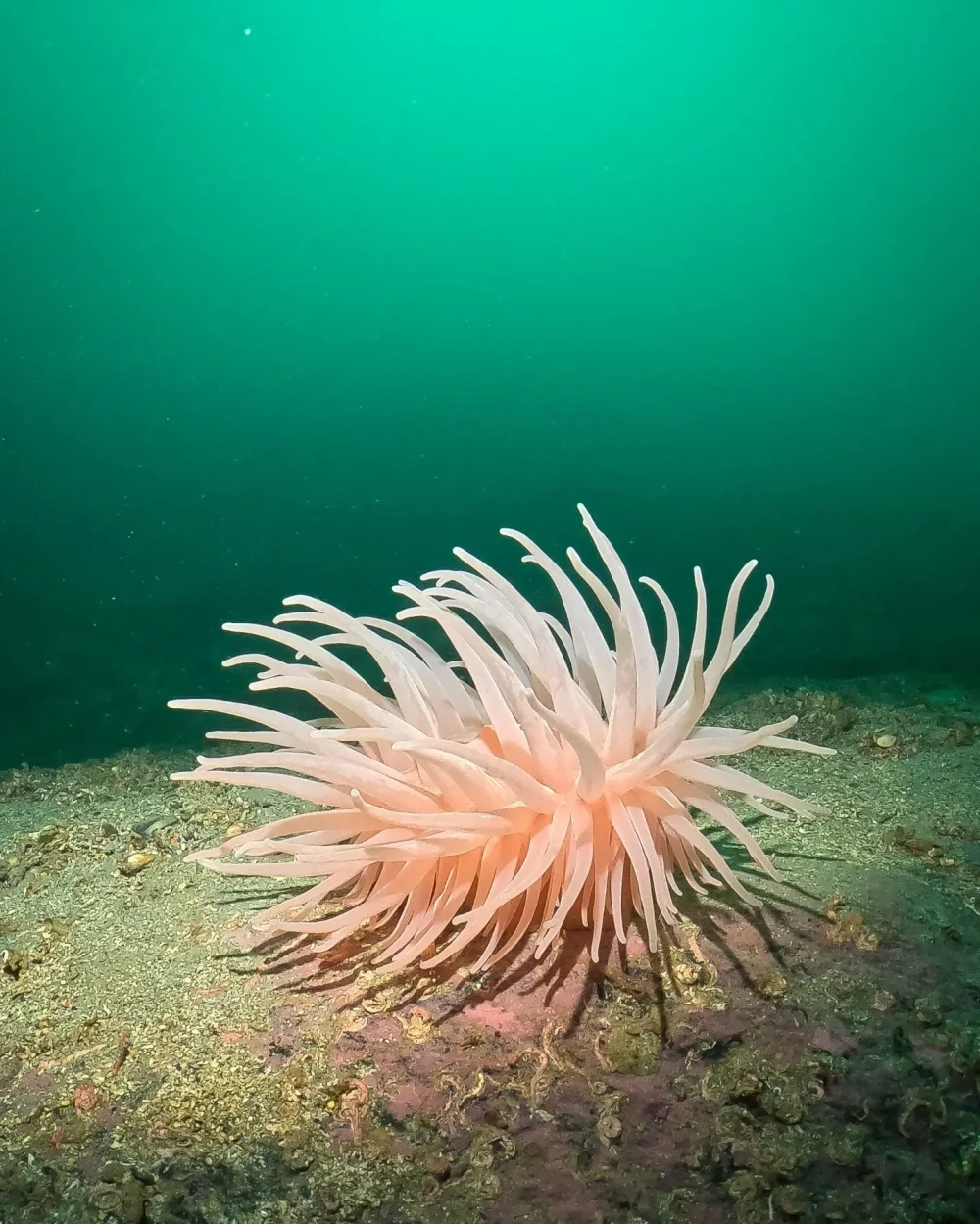 Hải quỳ hồng với các tua dài mềm mại như dải lụa