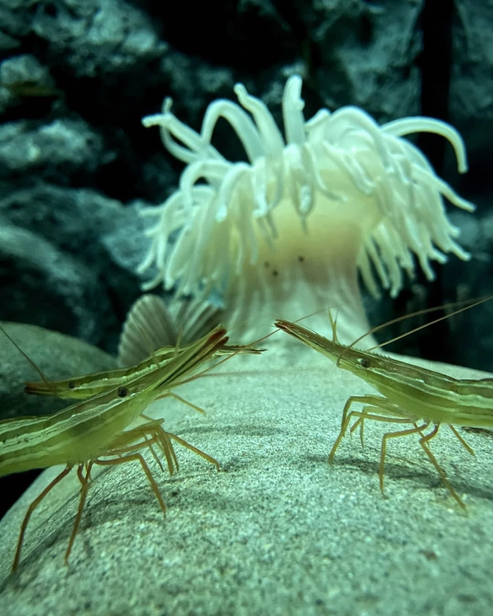 Hình ảnh hải quỳ dưới đáy biển với các tua cuốn rực rỡ sắc màu