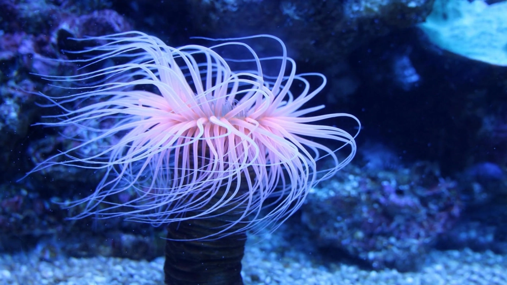 Tác hại của hải quỳ với con người khi bị gai độc đâm trúng