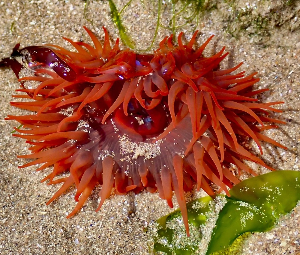 Hình nền hải quỳ 4k độ phân giải cao cho máy tính