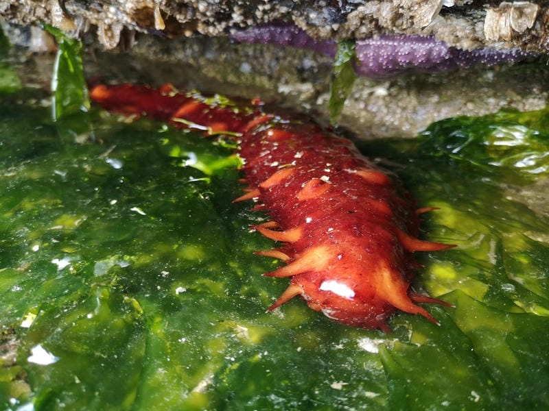 Hải sâm sống ở đâu trong hệ sinh thái biển