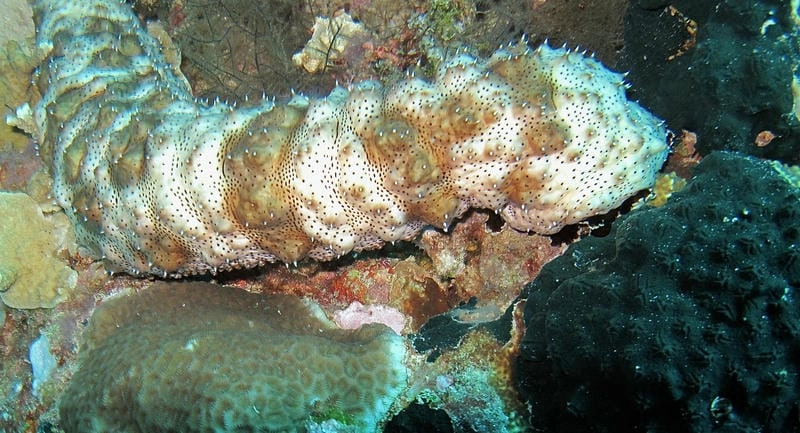 Đặc điểm hải sâm nổi bật với cơ thể thuôn dài