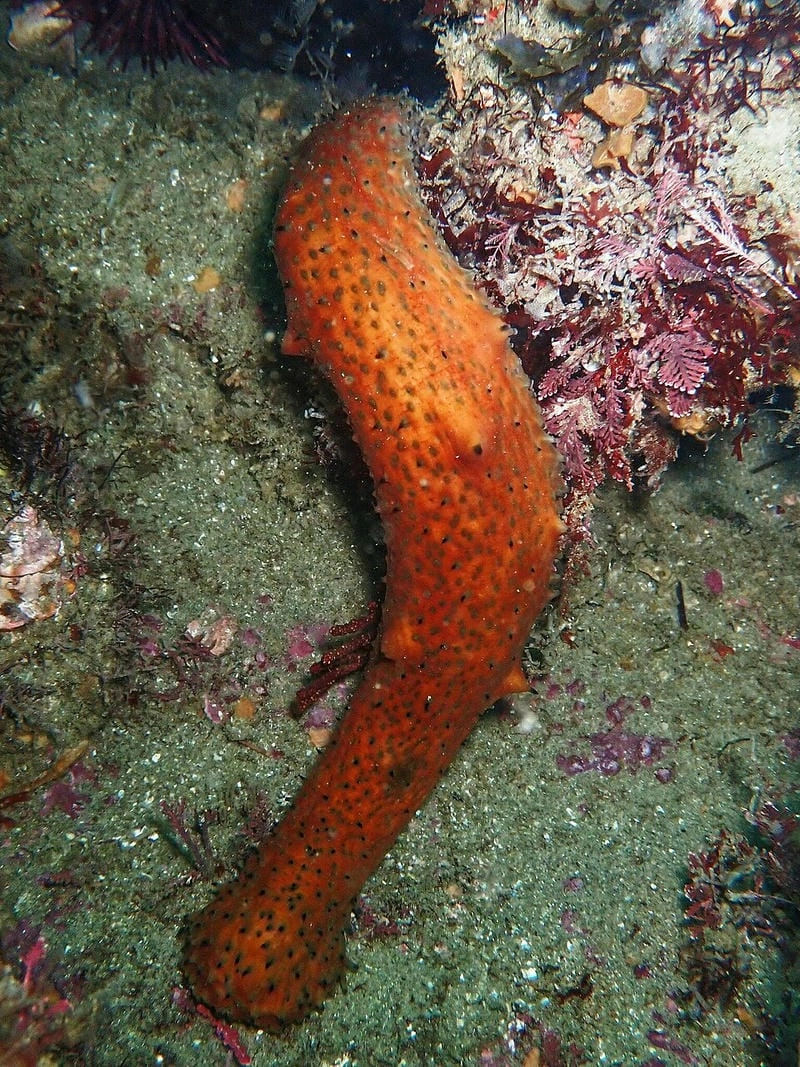 Các loại hải sâm phân bố đa dạng vùng biển