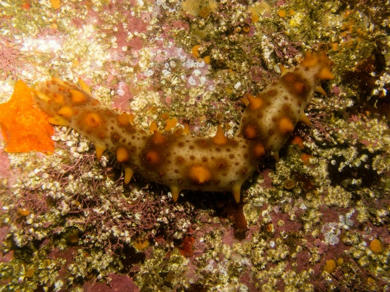 Hải sâm thiên nhiên đóng vai trò làm sạch đáy